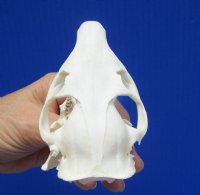 3-1/2 inches Authentic American Groundhog Skull, Woodchuck Skull for Sale for $36.99