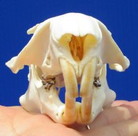 3-3/4 inches Real American Woodchuck Skull for $36.99