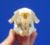 3-3/4 inches Real American Woodchuck Skull for Sale, Groundhog - Buy this one for <font color=red> $34.99</font> (Plus $7.50 First Class Mail)