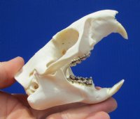 3-3/4 inches Real American Woodchuck Skull for $36.99