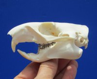 3-3/4 inches Real American Woodchuck Skull for $36.99