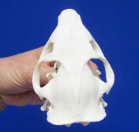 3-3/4 inches Real American Woodchuck Skull for $36.99