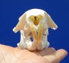 3-7/8 inches American Groundhog Skull for Sale, Woodchuck Skull - Buy this one for <font color=red> $34.99</font> (Plus $7.50 First Class Mail)