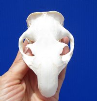 3-7/8 inches American Groundhog Skull for Sale, Woodchuck Skull for $36.99