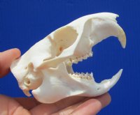 3-7/8 inches American Groundhog Skull for Sale, Woodchuck Skull for $36.99