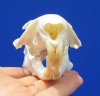 4 inches Real American Woodchuck Skull for Sale, Groundhog - Buy this one for <font color=red> $34.99</font> (Plus $8.50 First Class Mail)
