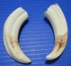 4-5/8 and 5 inches African Warthog Tusks for Carving Ivory and Jewelry Making - Buy these 2 for $17.99 (Plus $6.50 First Class Mail)