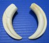 4-3/4 and 5 inches Small Warthog Tusks for Jewelry Crafting and Carving Ivory - Buy these 2 for $17.99 (Plus $7.50 First Class Mail)