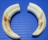 2 Small Warthog Tusks, Ivory for Crafting Ivory Jewelry 5 and 5-1/4 inches - Buy these 2 for $10.00 each (Plus $6.50 First Class Postage)