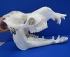 20 inches Authentic Camel Skull for Sale imported from India - Buy this one for $189.99
