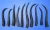 10 Female Springbok Horns for Crafts, 6-1/2 to 9-1/2 inches - Buy these for $5.50 each