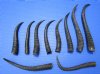 10 African Female Springbok Horns for Crafts 6-1/4 to 9-1/4 inches - Buy these for $5.50 each