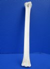 22-1/4 inches African Giraffe Metacarpal Leg Bone for Sale - Buy this one for $89.99