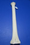 24-1/4 inches Real Giraffe Metacarpal Leg Bone for Sale - Buy this one for $89.99