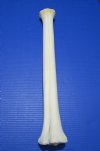 23-3/4 inches Real Giraffe Metatarsal Leg Bone for Sale - Buy this one for $89.99