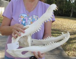  17-1/2 inches Florida Alligator Skull, Beetle Cleaned 