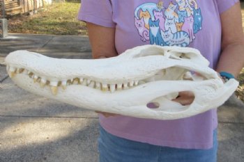  17-1/2 inches Florida Alligator Skull, Beetle Cleaned 
