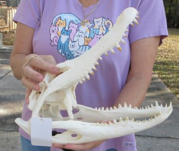 14 inches Florida Alligator Skull, Beetle Cleaned