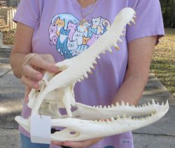 14 inches Florida Alligator Skull, Beetle Cleaned