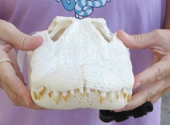 14 inches Florida Alligator Skull, Beetle Cleaned