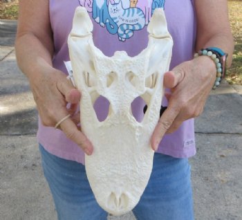 14 inches Florida Alligator Skull, Beetle Cleaned