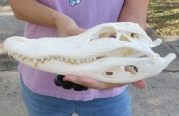 14 inches Florida Alligator Skull, Beetle Cleaned