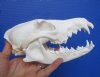 7-3/4 inches American Coyote Skull for Sale <font color=red> Grade A Quality</font> - Buy this one for $41.99