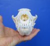 7-3/4 inches <font color=red> Grade A</font> North American Coyote Skull for Sale - Buy this one for $41.99