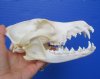7-1/2 inches <font color=red> Grade A</font> Coyote Skull for Sale - Buy this one for $41.99 