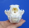 7-1/4 inches North American Coyote Skull for Sale <font color=red> Grade A Quality</font> - Buy this one for $41.99