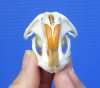 2-1/4 inches American Muskrat Skull for Sale - Buy this one for <font color=red> $24.99</font> (Plus $6.50 1st Class Mail)