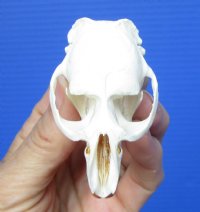 2-1/4 inches American Muskrat Skull for Sale for $24.99