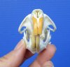 2-1/2 inches American Muskrat Skull for Sale - Buy this one for <font color=red> $24.99</font> (Plus $6.50 First Class Mail)