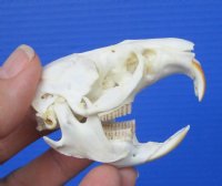 2-1/2 inches American Muskrat Skull for Sale for $24.99