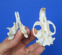 2-1/2 inches American Muskrat Skull for Sale for $24.99