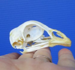 2-1/2 inches Chicken Skull for Sale for $19.99