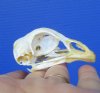 2-1/2 inches Chicken Skull for Sale - Buy this one for <font color=red> $24.99</font> (Plus $5.50 First Class Mail)
