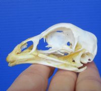 2-1/2 inches Chicken Skull for Sale for $19.99