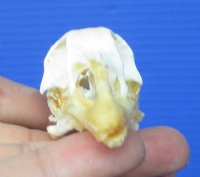 2-1/2 inches Chicken Skull for Sale for $19.99