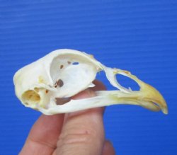 2-3/4 inches Real Chicken Skull for Sale for $19.99