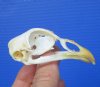 2-3/4 inches Real Chicken Skull for Sale - Buy this one for <font color=red> $24.99</font> (Plus $5.50 First Class Mail)