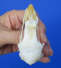 2-3/4 inches Real Chicken Skull for Sale for $19.99