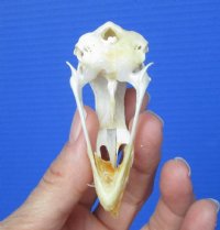 2-3/4 inches Real Chicken Skull for Sale for $19.99