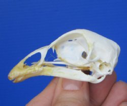 2-7/8 inches Chicken Skull for Sale for $19.99