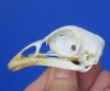 2-7/8 inches Chicken Skull for Sale - Buy this one for <font color=red> $24.99</font> (Plus $6.50 First Class Mail)