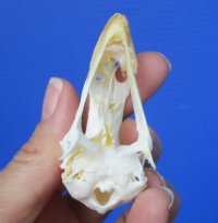 2-7/8 inches Chicken Skull for Sale for $19.99
