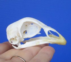 2 inches Real Chicken Skull for Sale for $19.99