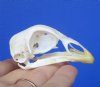 2 inches Real Chicken Skull for Sale - Buy this one for <font color=red>$24.99</font> (.$6.50 First Class Mail)
