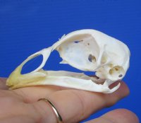 2 inches Real Chicken Skull for Sale for $19.99