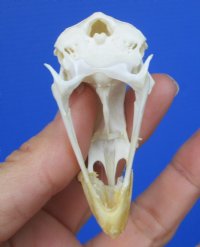 2 inches Real Chicken Skull for Sale for $19.99